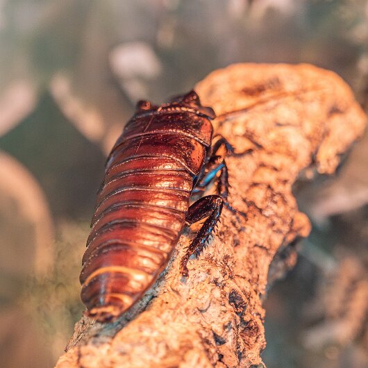 Madagascar-Hissing-Cockroach-2025-11-11